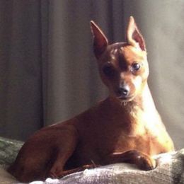 Miniature Pinschers from Redhawk Kennels