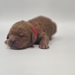 Ruby - Red  female Goldendoodle puppy in Mocksville, North Carolina from Hunting Creek Farm & Kennel