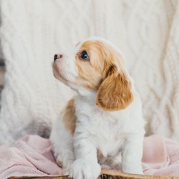 Bernedoodle, Cavalier King Charles Spaniel, Cavapoo, and Poodle Puppies from Dinky Doo Doodles