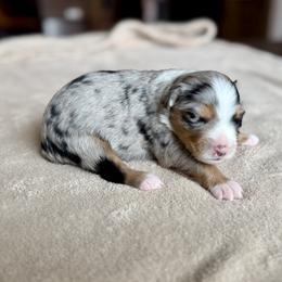 Girl 1 - female Miniature Australian Shepherd puppy in Austin, Texas from Dripping Springs Mini Aussies