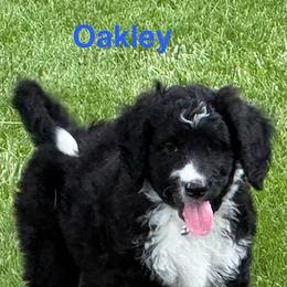 Bernedoodle Puppies from Sandra Bucher