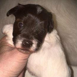 Liver parti boy 3 - Parti male Miniature Schnauzer puppy in Pflugerville, Texas from K&K Precious Tx schnauzers