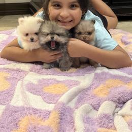 Pomeranian Puppies from Crown Rose Pomeranians