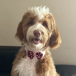 Goldendoodles from Dem GoldenDoodles