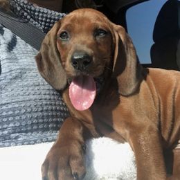 Anatolian Shepherd Dogs and Redbone Coonhounds from Copelands TN Redbones