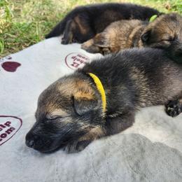Winston (Yellow male) - Sable male German Shepherd puppy in Winchester, Kentucky from Del Lago Canine