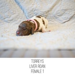 Torreys - Liver roan female German Shorthaired Pointer puppy in Colorado Springs, Colorado from Sweet Life Kennels