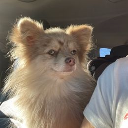 Pomeranians from SD Bullies