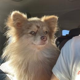 Pomeranians from SD Bullies