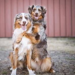 Australian Shepherd All Grown Up from Wexford Creek Aussies
