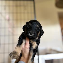 North - Phantom female Goldendoodle puppy in Yukon, Oklahoma from Bows and Ties Doodles, LLC