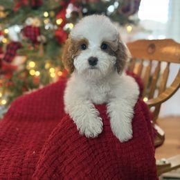 Mickey - Parti male Assorted Doodle Crosses puppy in Lyman, Wyoming from Backcountry Doodles