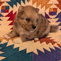 Hank - Red male Pomeranian puppy in Comer, Georgia from HillTop Pomeranians ✨