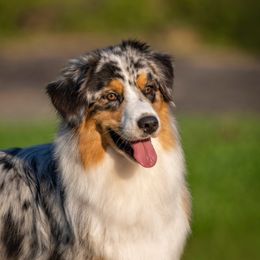 Shelby - Australian Shepherd