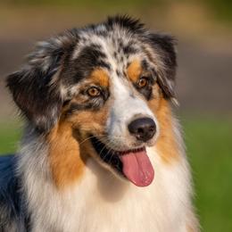 Shelby - Australian Shepherd