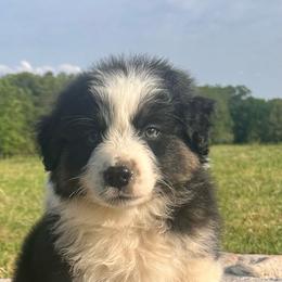 CARLOS - Black tri-color male Australian Shepherd puppy in Sheridan, Arkansas from Runnin’ Wild Ranch Aussies