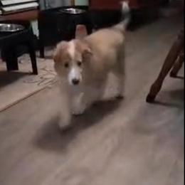 Lord Balerion - Sable merle and white male Collie puppy in Elmhurst, Illinois from Stacey's Collies