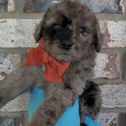 Apple - Merle male Goldendoodle puppy in Richmond, Texas from Harper’s Heartbeats