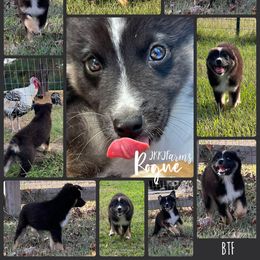 Rogue, BTF Brown eyes - Black tri-color female Australian Shepherd puppy in Huntington, Texas from JKKJ Farms