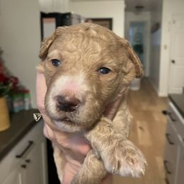 Goldendoodle Puppies from Blue Valley Goldendoodles