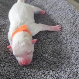 Third Boy - Cream male Pomeranian puppy in Newport News, Virginia from Itty Bitty Poms