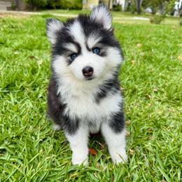 Stella - Black and white female Pomsky puppy in La Verne, California from Red Cedar Pomskies