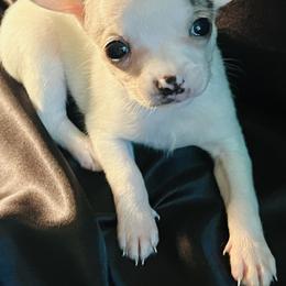 Skye - Silver and white male Chihuahua puppy in Framingham, Massachusetts from Boston Chi Chis