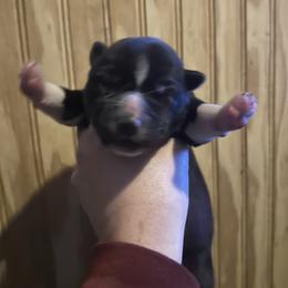 Meg - Black and white female Siberian Husky puppy in Wheeling, West Virginia from Powells Huskies