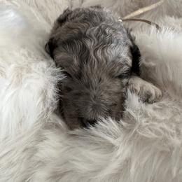 10 - Merle male Labradoodle puppy in Greensboro, Georgia from B’s Doodles