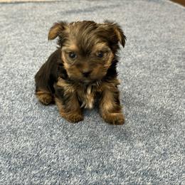 Girl 1 - Black and tan female Yorkshire Terrier puppy in Zebulon, North Carolina from Eastern Wake Yorkies