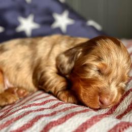 Chocolate Dapple Boy 1 - Dapple male Dachshund puppy in North Port, Florida from Jessica Louise Dachshunds