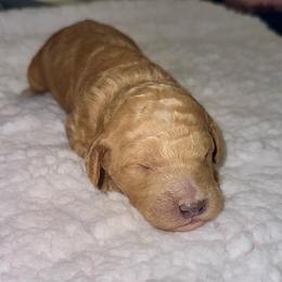 Thomas - Red  male Goldendoodle puppy in Pasadena, Texas from Toledo Creek Doodles