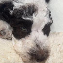 Mufasa - Parti male Poodle puppy in Stuart, Florida from AKC/Excellent + Good OFA Sweet Delightful Poodles