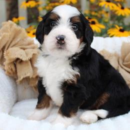 Luigi - Tri-color male Bernedoodle puppy in Perrysville, Ohio from Pleasant Valley Bernedoodles