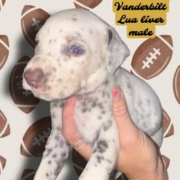 Vanderbilt - White and liver brown male Dalmatian puppy in Bremen, Georgia from Clark’s Dalmatians