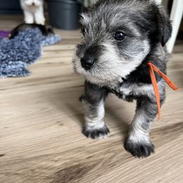 Miniature Schnauzer Puppies from Miles Family Schnauzers
