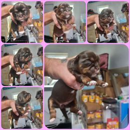 Girl 1 - Chocolate and tan female Shih Tzu puppy in Houston, Texas from Shih Tzu Houston