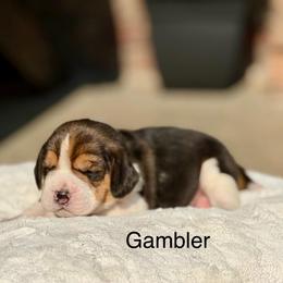Gambler - Black tan and white male Beagle puppy in Mansfield, Missouri from Rippee Creek Kennel