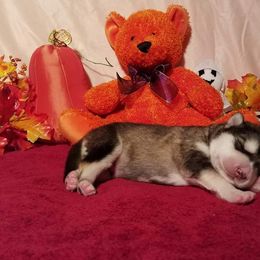 Alaskan Malamute Puppies from ArctiCircle Alaskan Malamutes