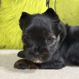 Mia - Black and tan female Yorkshire Terrier puppy in Statham, Georgia from The Yorkie Love Shack