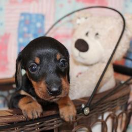 Girl 2 - Black and tan female Dachshund puppy in Craig, Colorado from Rocky Mountain Shih Tzus and Dry Creek Miniature Dachshunds