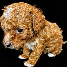 Bichon Frise and Poodle Puppies from Daisy Pups