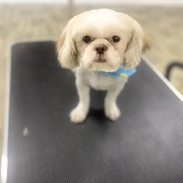 Gunner - Shih Tzu