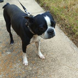 Abby - Boston Terrier