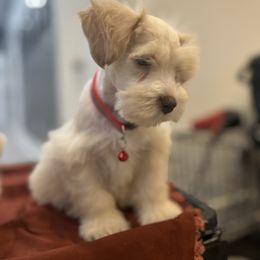 Pooh - Wheaten male Miniature Schnauzer puppy in Charlotte, North Carolina from Golden Leaf Kennels LLC