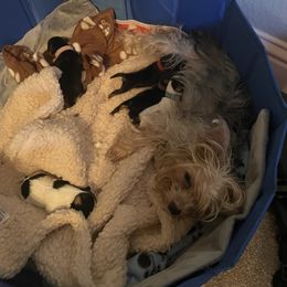 Yorkshire Terrier Puppies from Buddha Babies Yorkshire Terriers