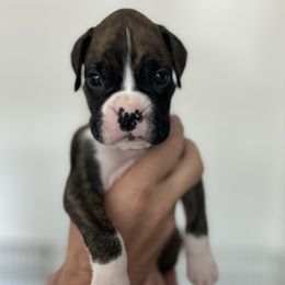 Jonnie - Brindle male Boxer puppy in Apache Junction, Arizona from OTR Boxers