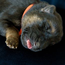 German Shepherd Puppies from Platz German Shepherds