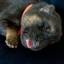 German Shepherd Puppies from Platz German Shepherds