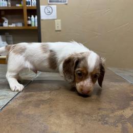 Edison - Dapple male Dachshund puppy in Irving, Texas from DFW Dachshunds by G & S